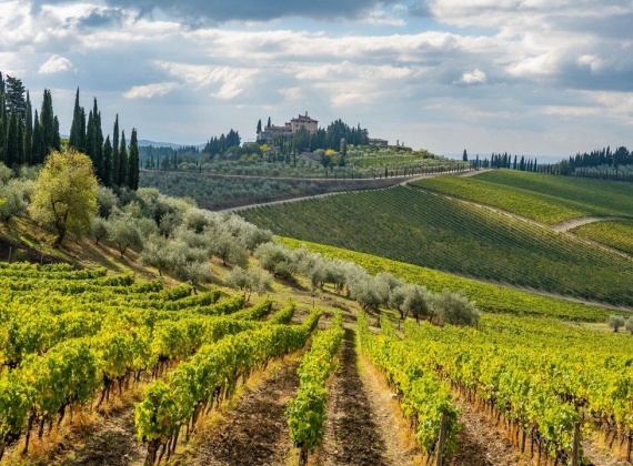 Tuscany vineyards