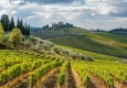 Tuscany vineyards